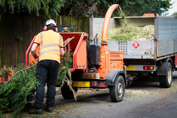 Best Tree Maintenance Programs  in Goldthwaite, TX