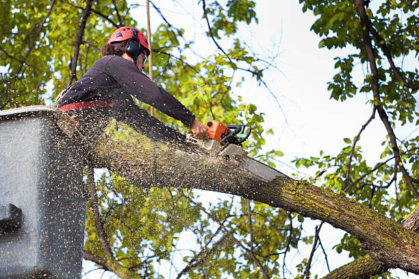 Best Hazardous Tree Removal  in Goldthwaite, TX